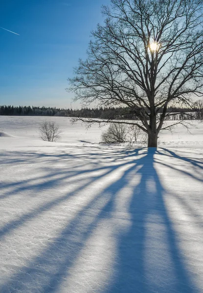 Nyanser av träd på snö — Stockfoto