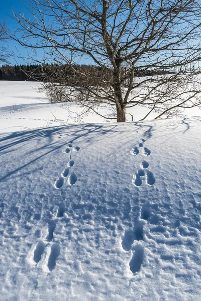 Hare traces. Moscow region of Russia — Stock Image Hare traces. Moscow region of Russia Stock Picture