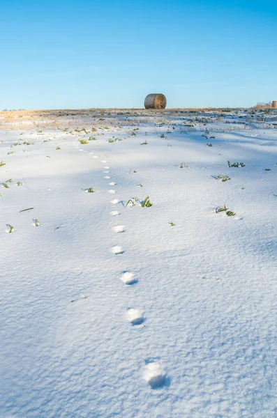 Vroege winter. Fox trace op sneeuw — Stockfoto