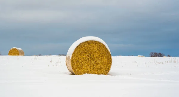 Rollos de paja en un campo en invierno — Foto de Stock