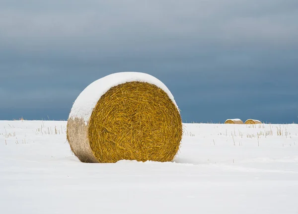 Rollos de paja en un campo en invierno — Foto de Stock