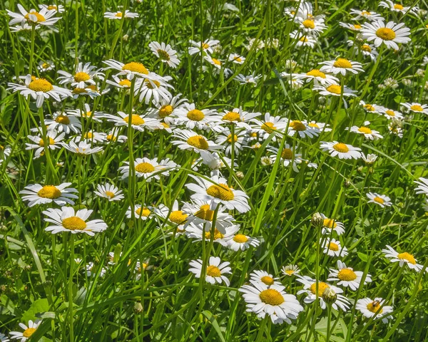 Margaridas-de-oxeye (Leucanthemum vulgare, ox-eye daisy) num prado — Fotografia de Stock