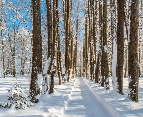 Lindenallee im Park im Winter — Stockfoto