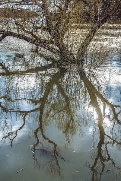 A árvore reflete-se na inundação de primavera do rio — Fotografia de Stock