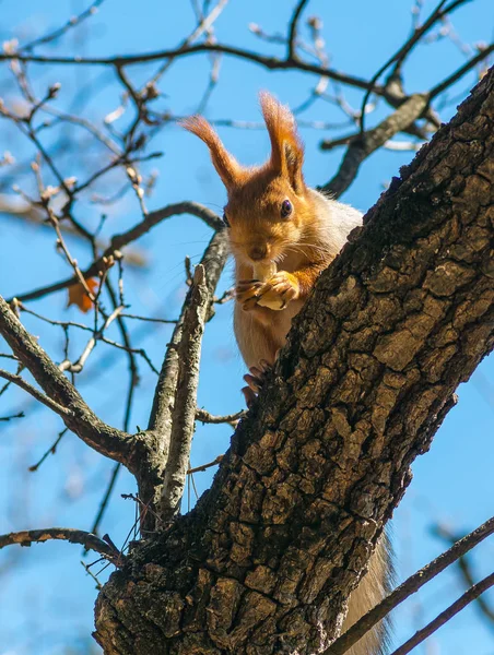 Eichhörnchen auf dem Baum im Park essen — Stockfoto