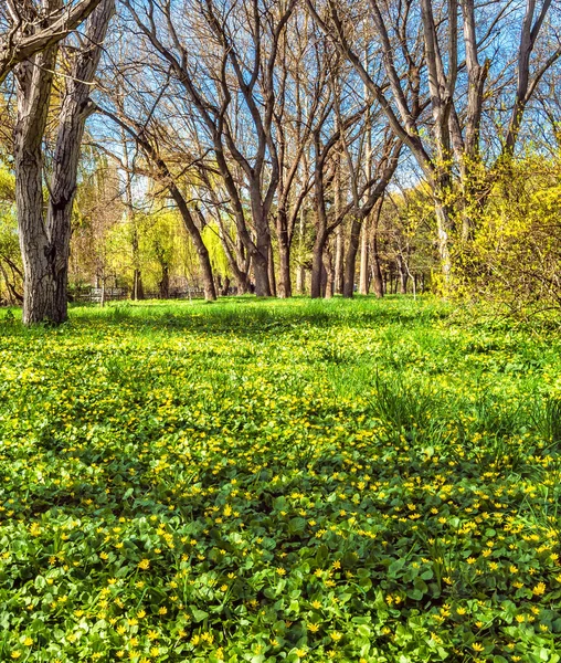 Kwitnienia łąka w parku — Zdjęcie stockowe