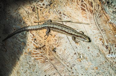 Eski bir ahşap üzerine kum kertenkele (Lacerta agilis)