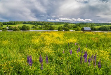 Lupins ve düğünçiçekleri çayırda