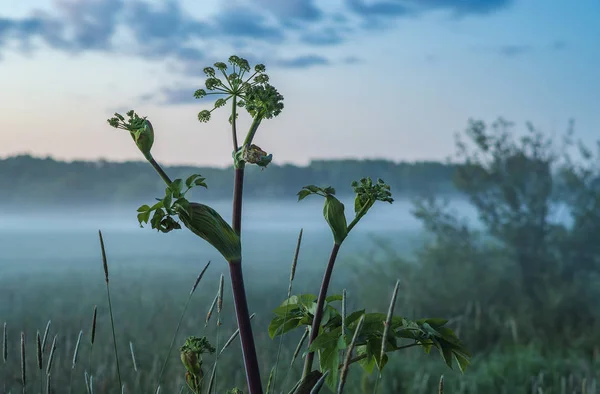 Mglisty wieczór na wsi. Rosja — Zdjęcie stockowe