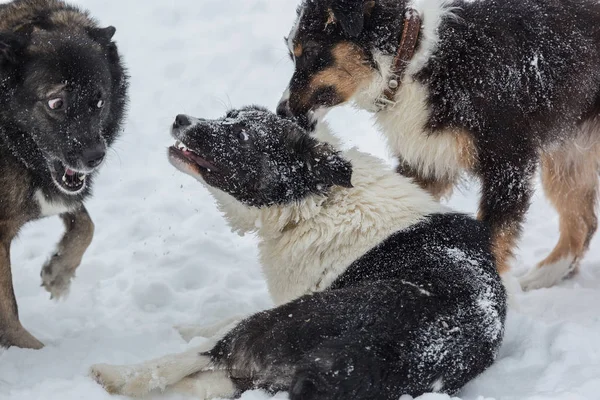 Three dogs playing outdoors at snowy day
