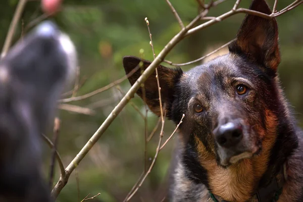 A dog watches another dog eating cookie