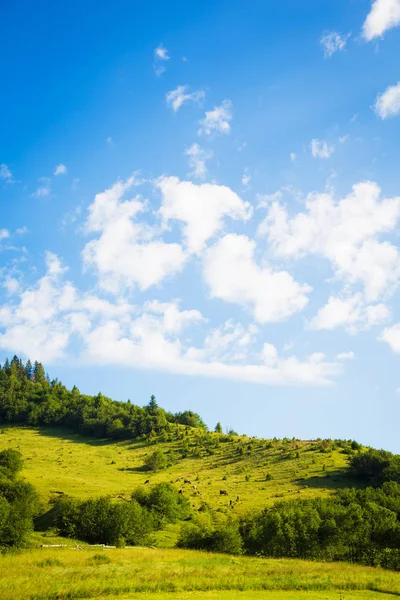 Karpaterna natur på sommaren — Stockfoto