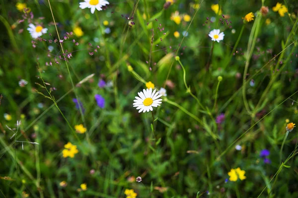 Karpaten-Natur im Sommer — Stockfoto