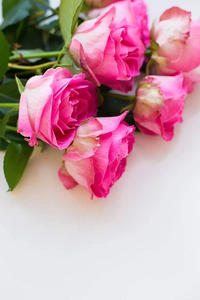 Rosa rosa hermosa mentira sobre mesa blanca — Foto de Stock