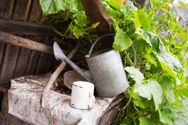 Bir çok eski terk edilmiş avlu-kabak büyüdükçe, tüm sulama için