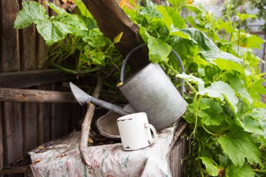 Bir çok eski terk edilmiş avlu-kabak büyüdükçe, tüm sulama için