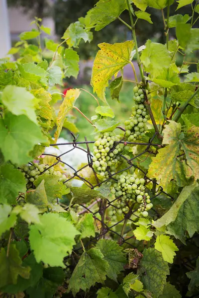 Egy rakás szőlő a szőlőn zöld levelekkel. — Stock Fotó