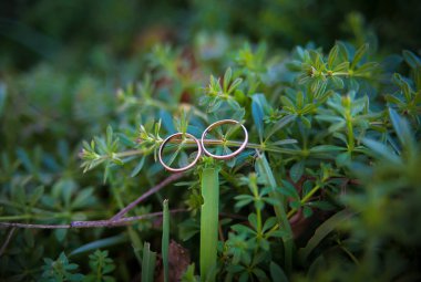 Yeşil bitki ve alyans