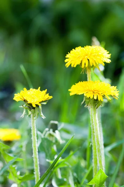 Gelbe Löwenzahnblüten mit Blättern im grünen Gras, Frühlingsfoto — Stockfoto