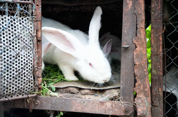 En vit fluffig kanin i en bur — Stockfoto