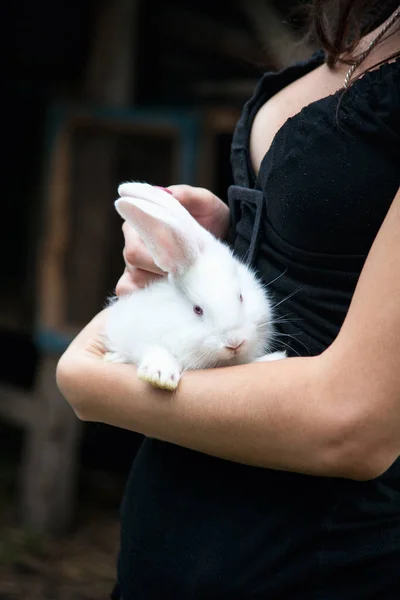 Kaninchen in den Händen des Mädchens — Stockfoto