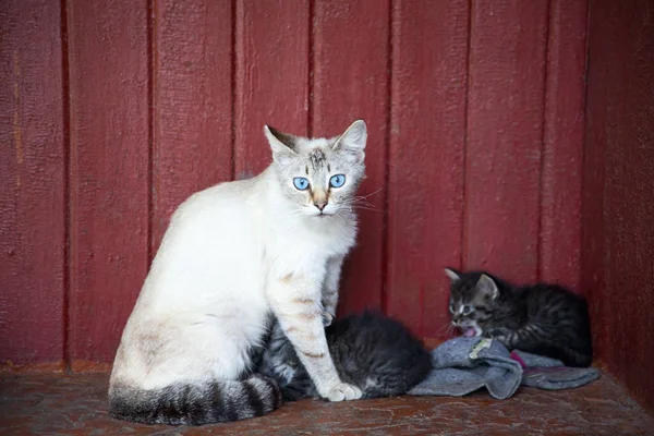 Katt och kattungarna — Stockfoto