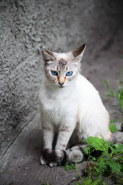 Katt med blå ögon — Stockfoto