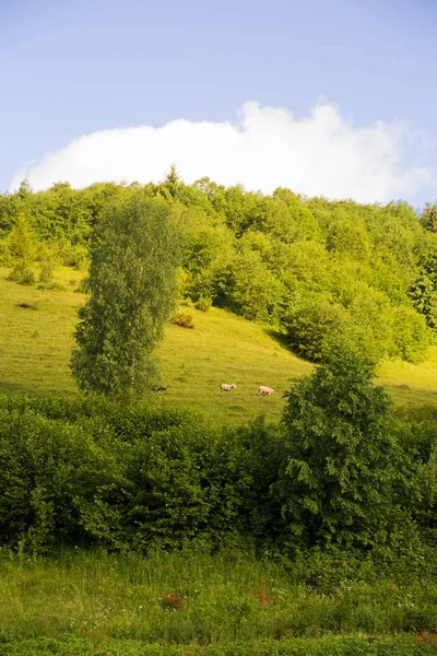 Karpaterna natur på sommaren — Stockfoto