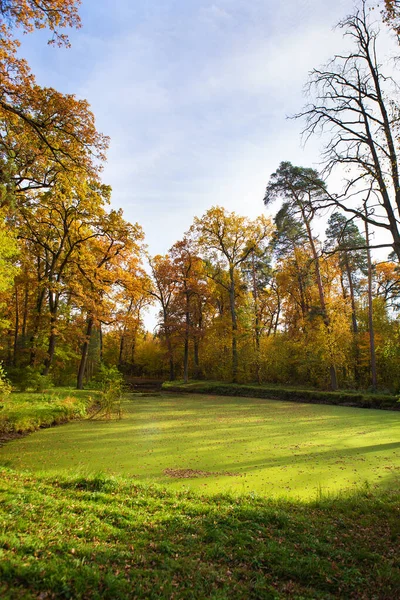 숲 속의 푸른 늪. 아름답고 따뜻 한 가을. — 스톡 사진