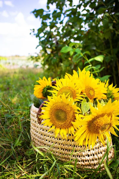 Un bouquet de tournesols se trouve dans un sac de paille sur l'herbe verte . — Photo