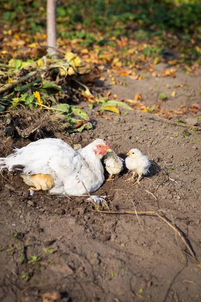 A chicken with chickens sits on the ground in a garden in the village.