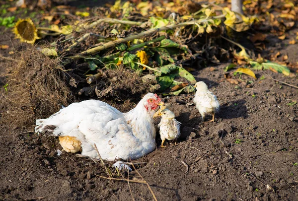 A chicken with chickens sits on the ground in a garden in the village. Close-up.