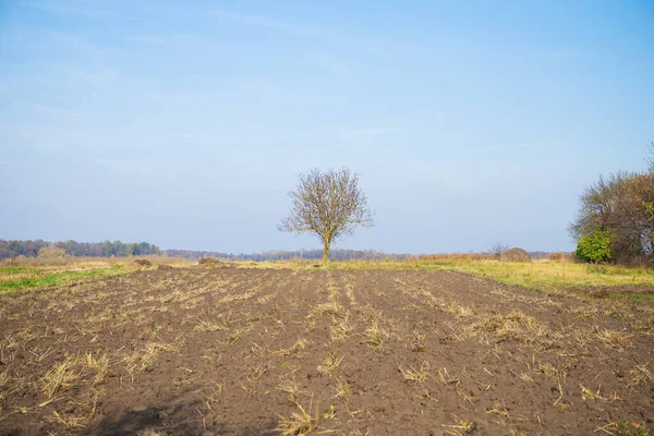 Ensam träd fält under den blå himlen — Stockfoto