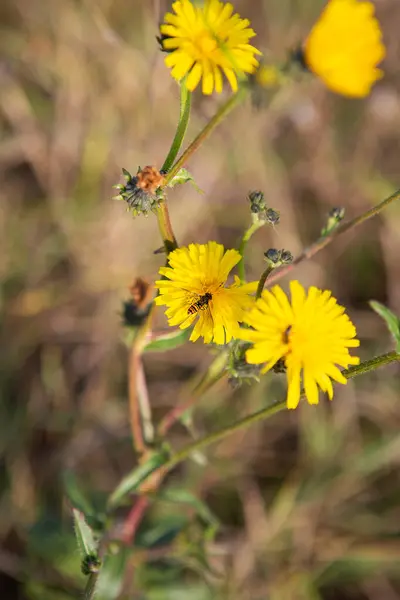 Delikatne małe żółte dzikie kwiaty na łące. — Zdjęcie stockowe