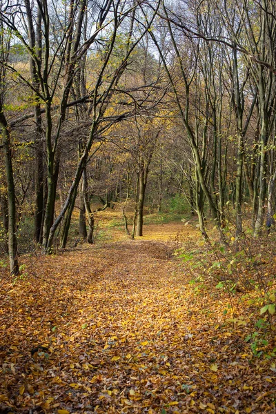Vackert soligt höstlandskap med fallna torra röda löv, väg genom skog och gula träd — Stockfoto