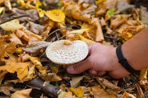 Straw mushrooms look like an umbrella. Gold autumn. A man cuts off mushroom.