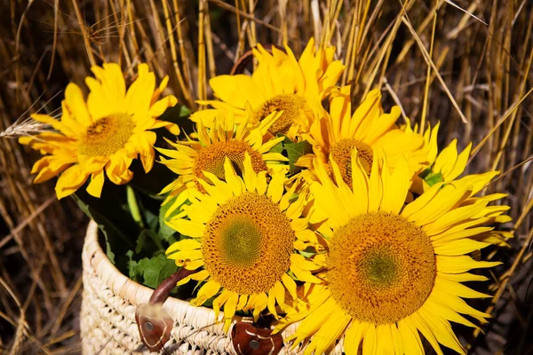 Ein Strauß Sonnenblumen liegt in einem Strohsack auf einem großen Weizenfeld. — Stockfoto