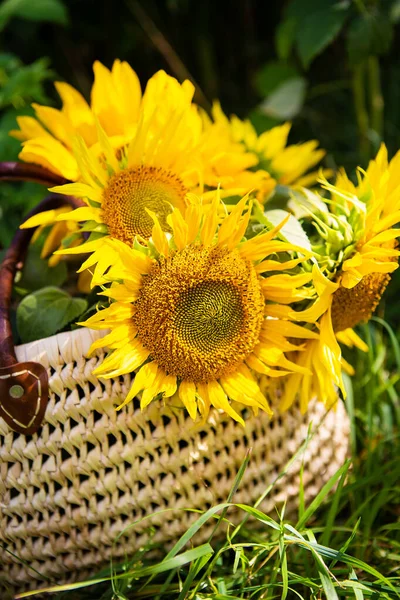 ひまわりの花束は、緑の芝生の上のわら袋に横たわっています. — ストック写真