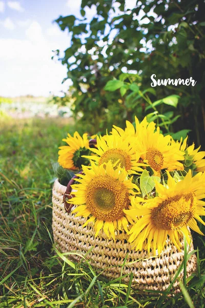Ein Strauß Sonnenblumen liegt in einem Strohsack auf dem grünen Gras. die Inschrift Sommer. — Stockfoto
