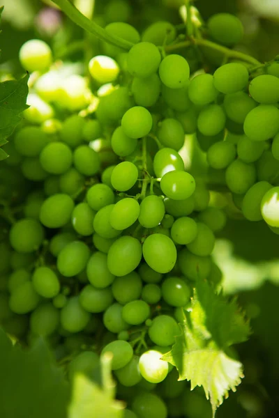 Grono zöld szőlő a szőlőben. — Stock Fotó