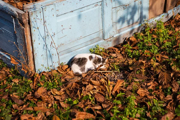 Katt sover på hösten fallna löv — Stockfoto