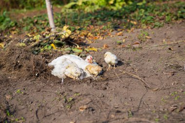 Tavuklu bir tavuk köydeki bir bahçede yerde oturuyor..