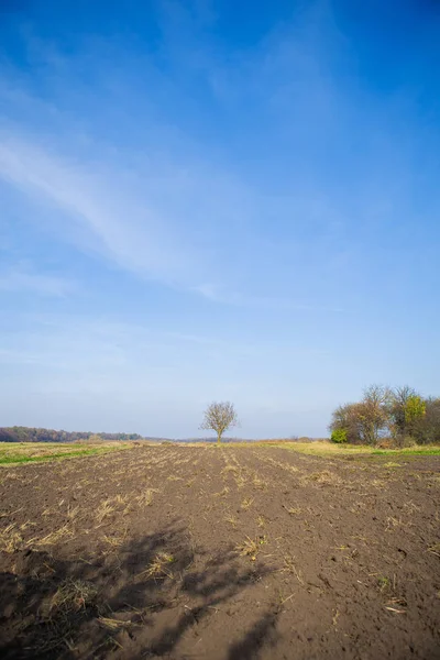 Lone tree på fältet under den blå himlen — Stockfoto