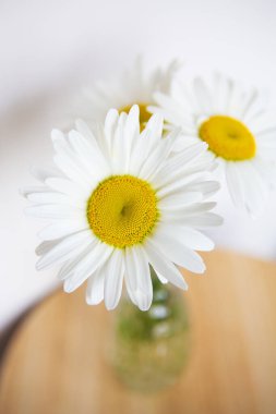 Tahta bir masadaki vazoda Daisy çiçekleri.