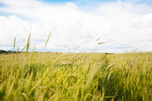 Young green wheat field on a sunny day — Stockfoto