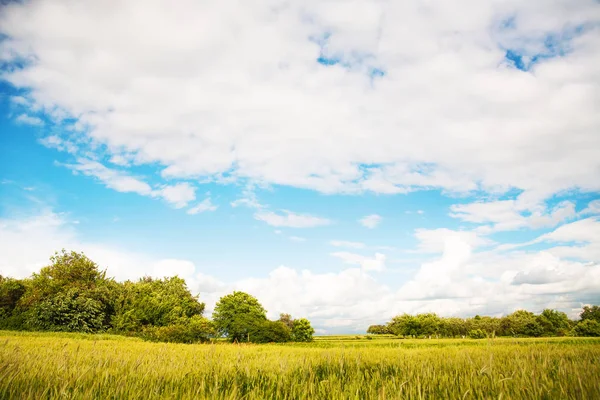 Young green wheat field on a sunny day — Stockfoto