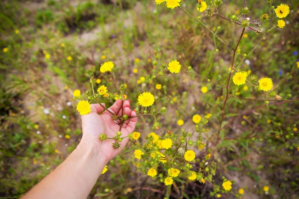 Girl holding small yellow flowers in her hands — Stok fotoğraf