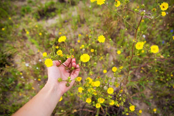 Girl holding small yellow flowers in her hands — 图库照片