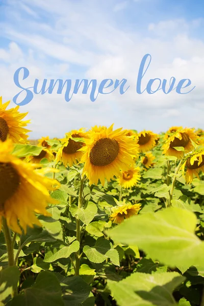 Schöne und große Feld von Sonnenblumen, blau hell Himmel-Inschrift Sommer Liebe — Stockfoto