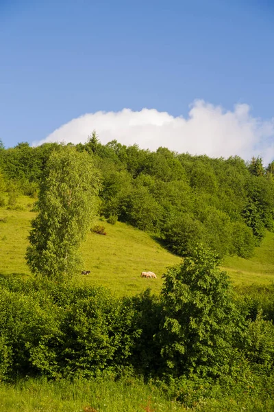 美しい夏の風景カルパティア村の羊の牧草地 — ストック写真